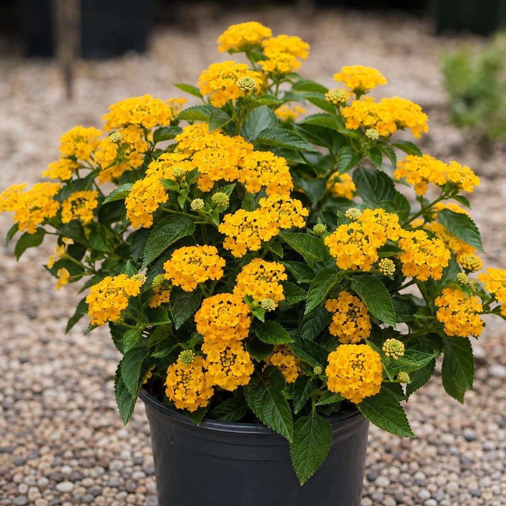 New Gold Lantana for sale in 1 Gallon pot at BB Blossoms