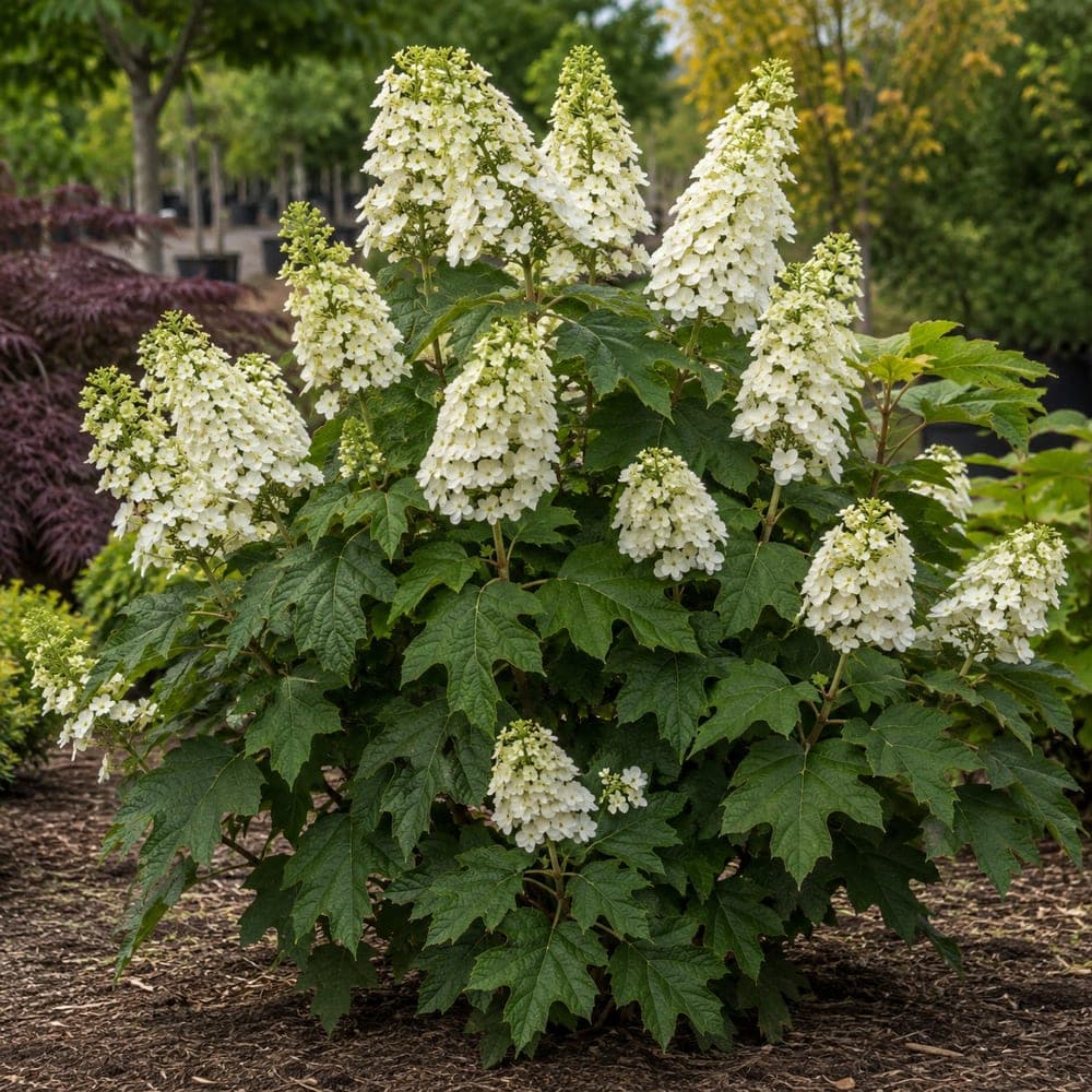 Oakleaf Hydrangea for sale in 3 Gallon pot at BB Blossoms