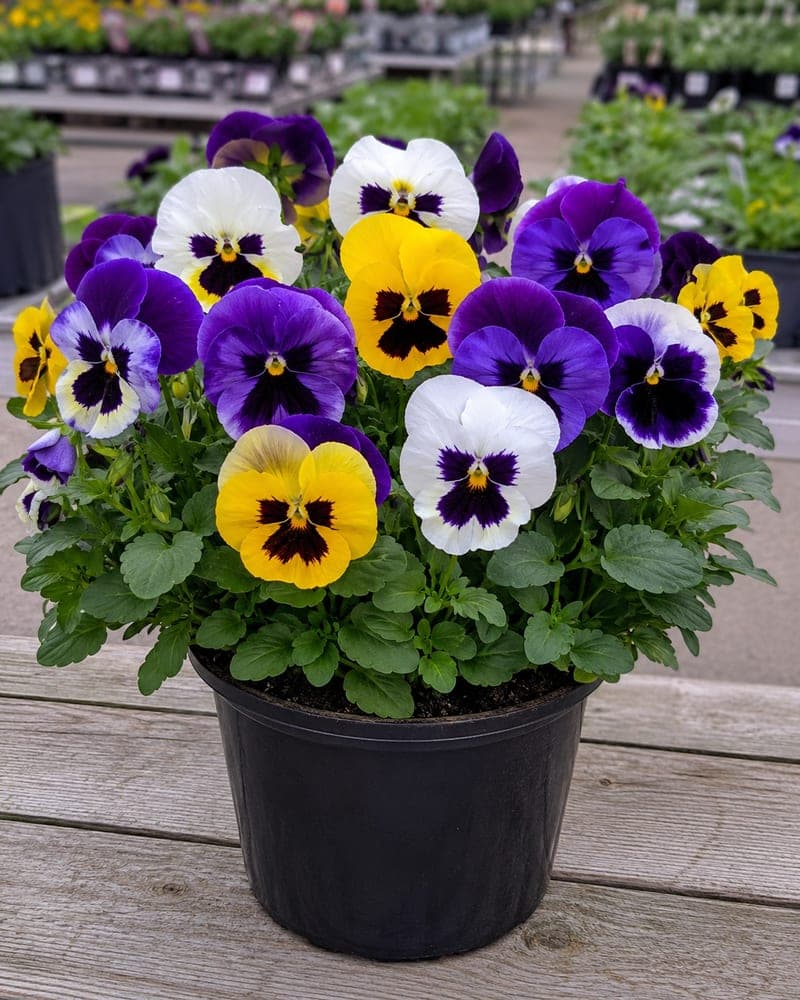 Pansy for sale in 4.5 inch pot pot at BB Blossoms