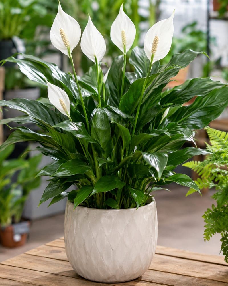Peace Lily for sale in 6 inch pot pot at BB Blossoms
