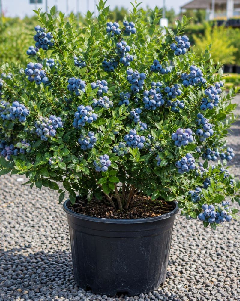 Powderblue Rabbiteye Blueberry for sale in 3 Gallon pot at BB Blossoms