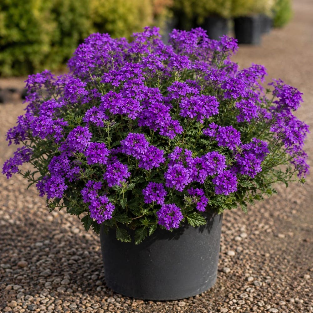Purple Homestead Verbena for sale in 1 Gallon pot at BB Blossoms