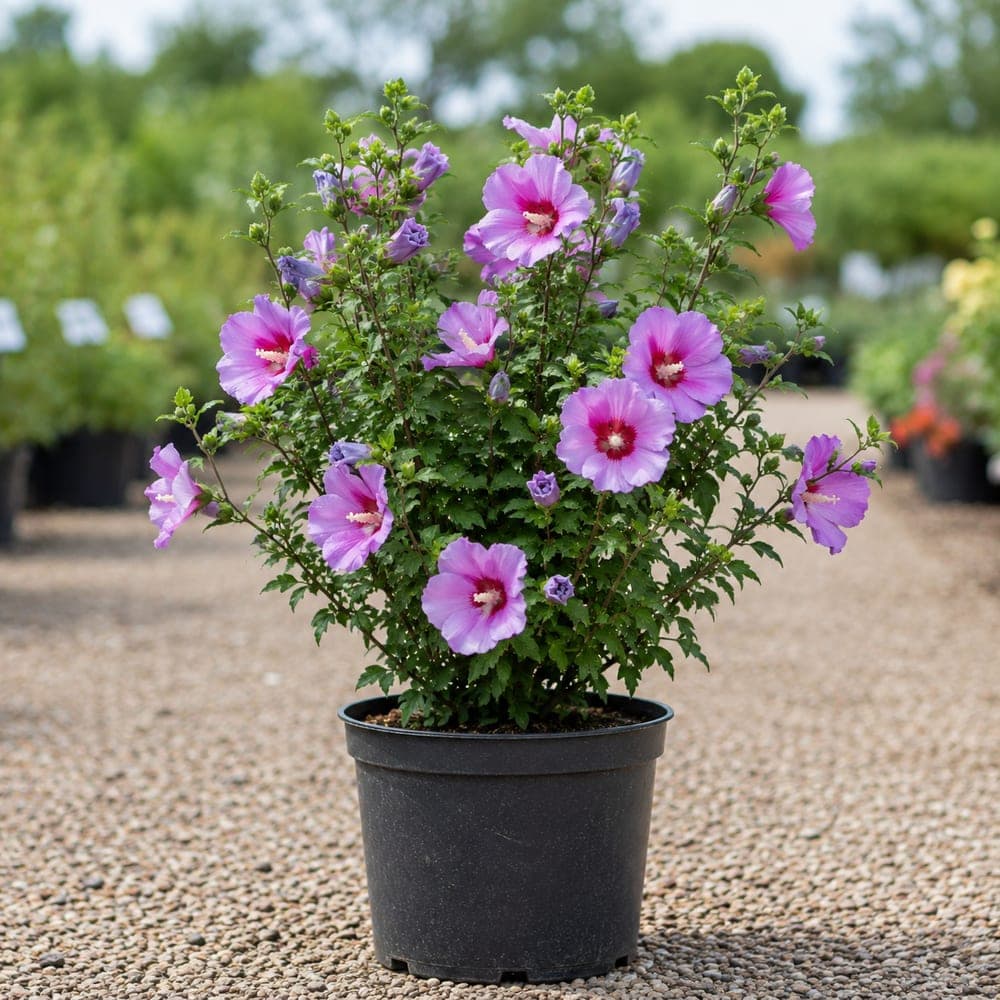 Rose of Sharon for sale in 3 Gallon pot at BB Blossoms