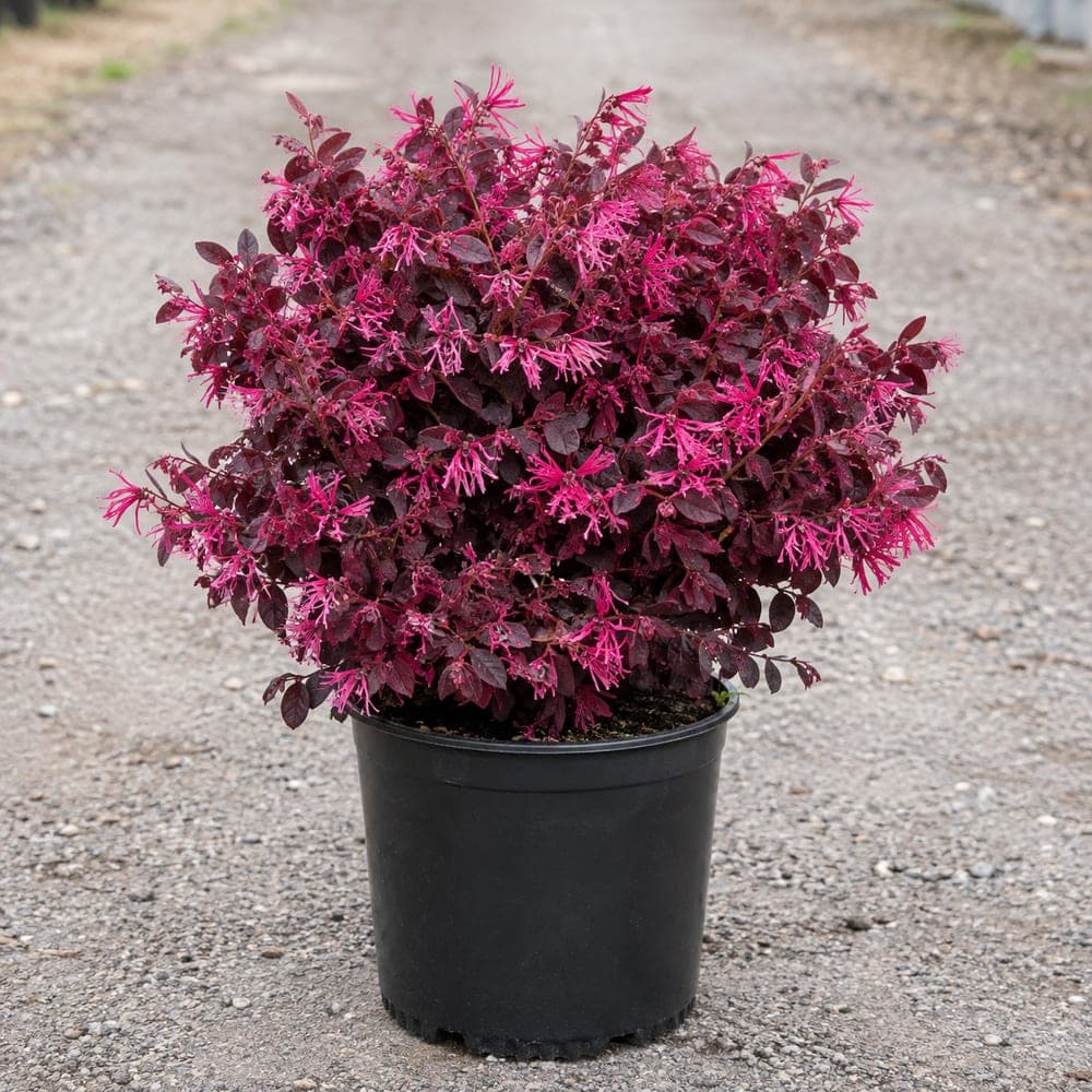 Ruby Loropetalum for sale in 3 Gallon pot at BB Blossoms