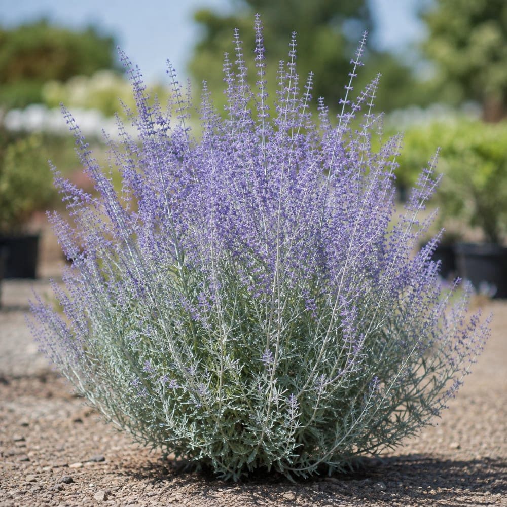 Russian Sage for sale in 1 Gallon pot at BB Blossoms