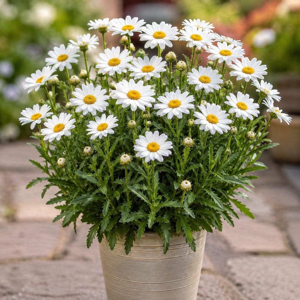 Shasta Daisy for sale in 1 Gallon pot at BB Blossoms