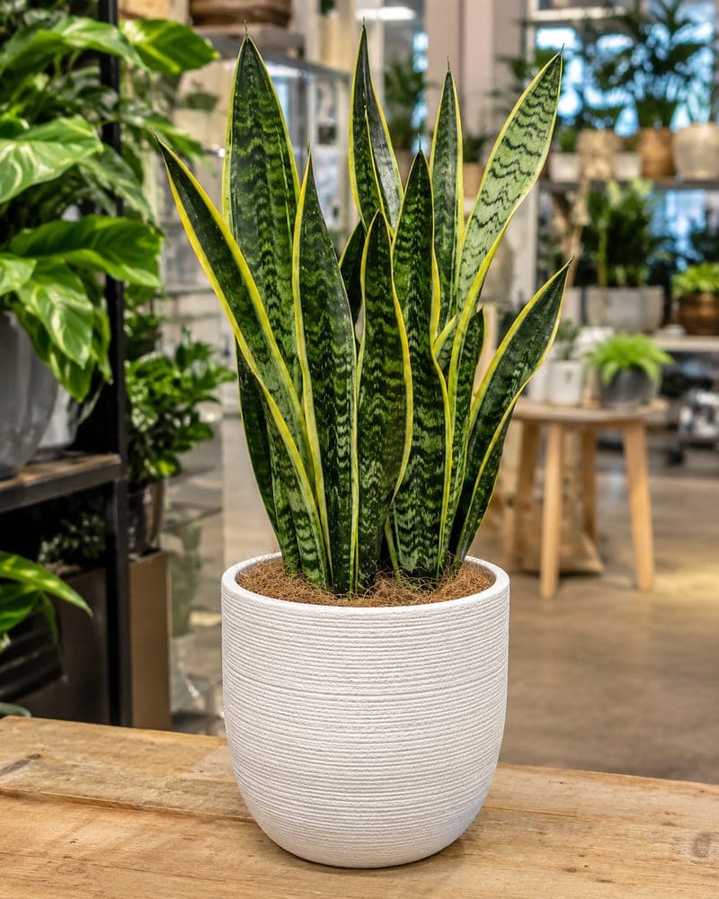 Snake Plant for sale in 6 inch pot pot at BB Blossoms