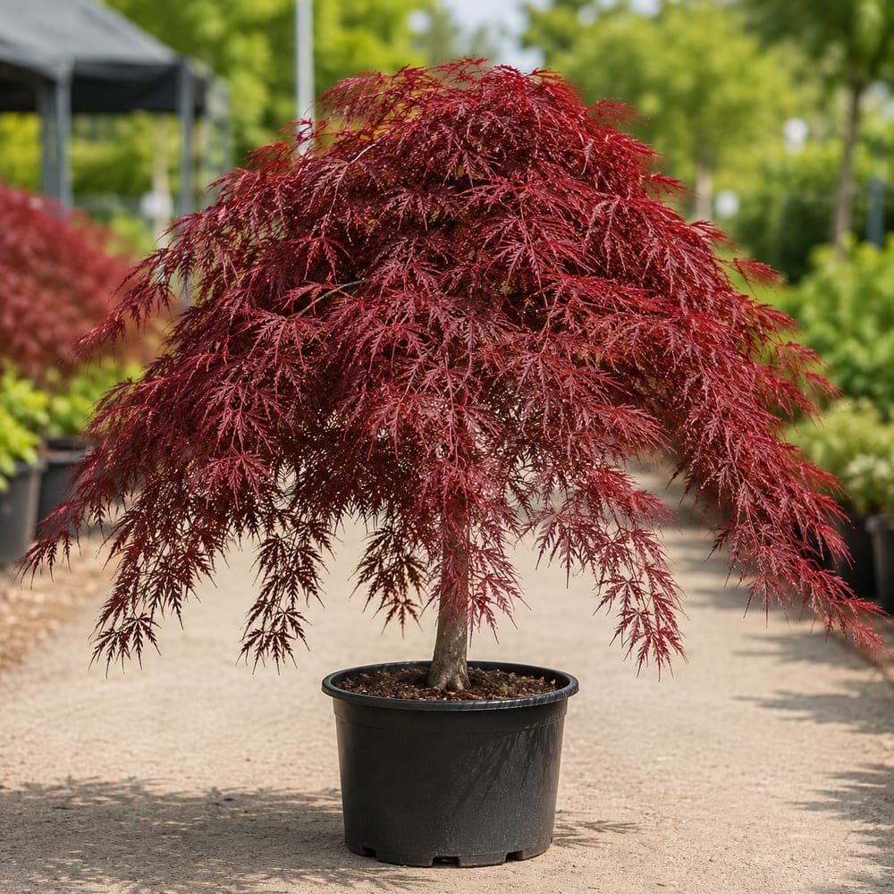 Tamukeyama Japanese Maple for sale in 7 Gallon pot at BB Blossoms