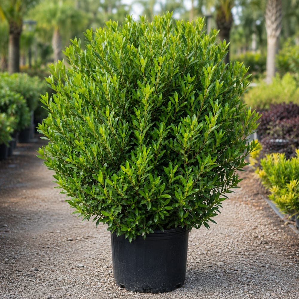 Wax Myrtle for sale in 7 Gallon pot at BB Blossoms