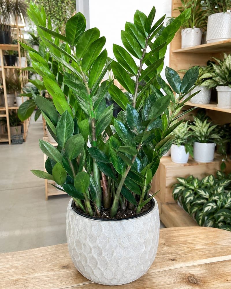 ZZ Plant for sale in 6 inch pot pot at BB Blossoms